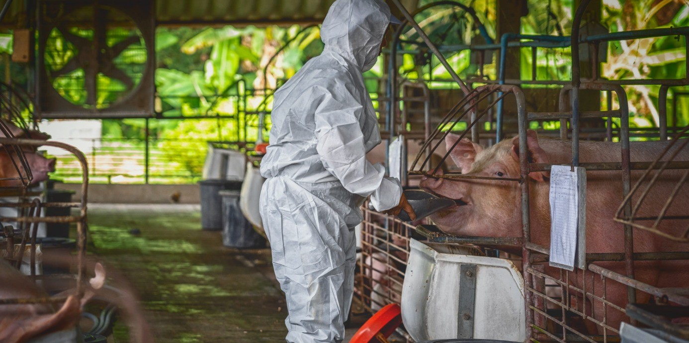 非洲豬瘟警戒！豬肉怎麼挑、怎麼煮才安心？教你3個食安重點